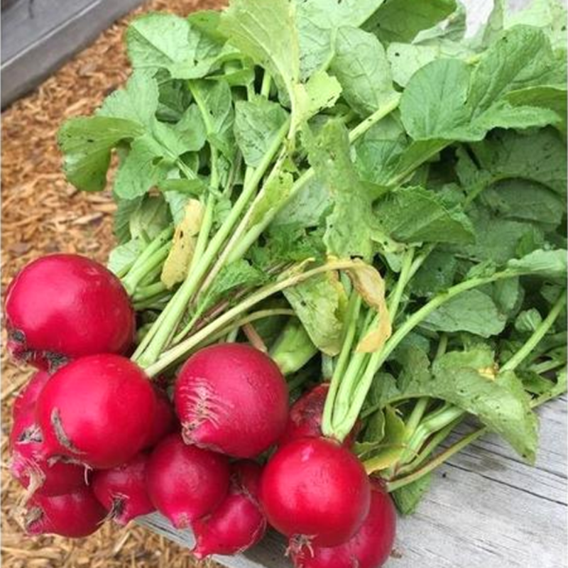 Cherry Belle Radish Seeds