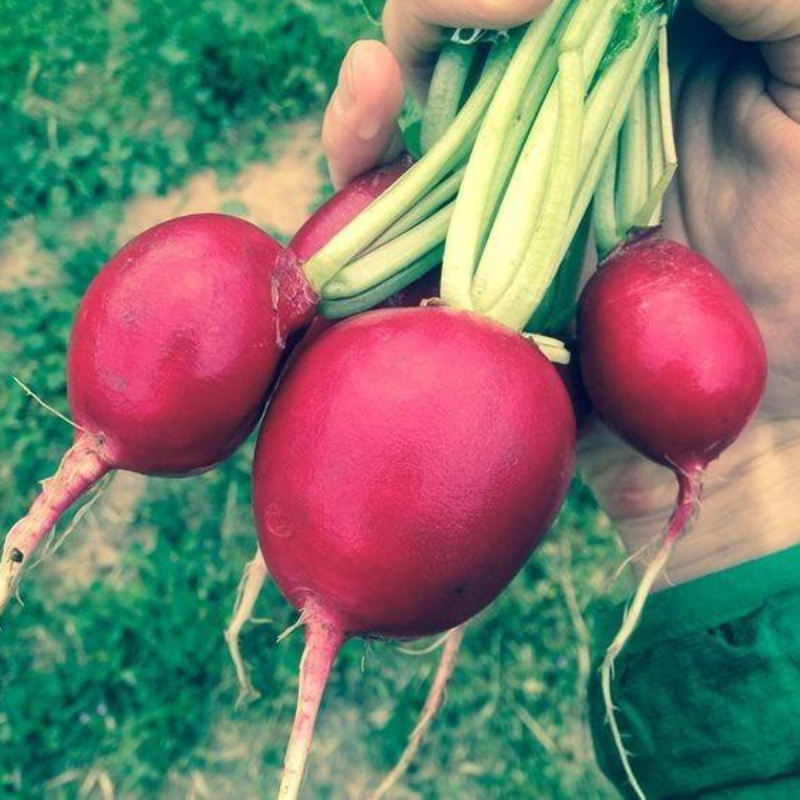 Cherry Belle Radish Seeds