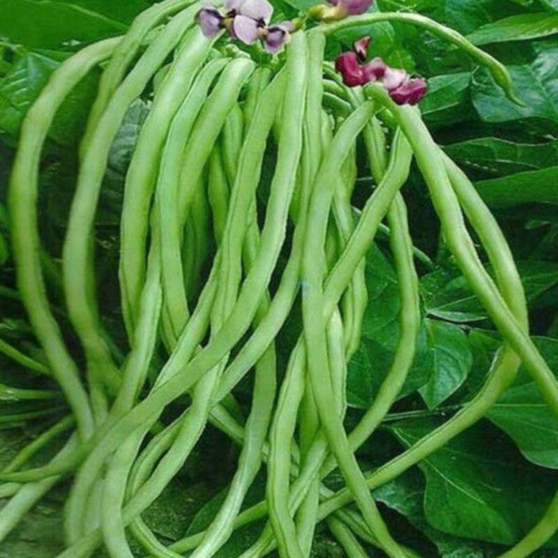 Cowpea Seeds