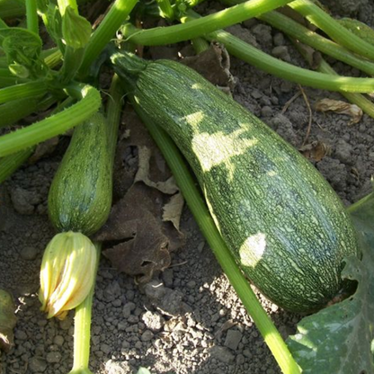 Summer Squash Seeds