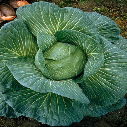 Giant Russian Cabbage Seeds