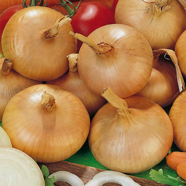 Giant Onion Seeds