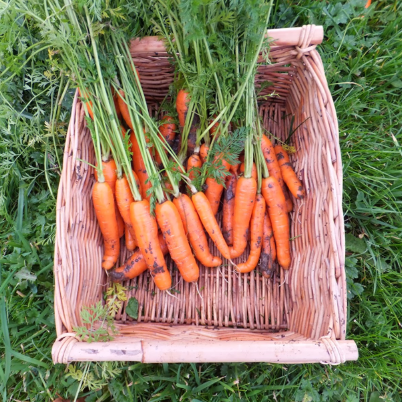 Gold Carrot Seeds