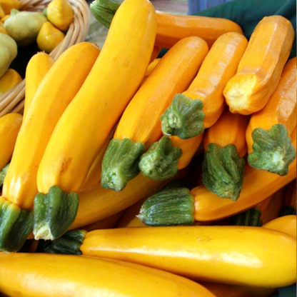 Yellow Zucchini Seeds