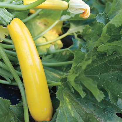 Yellow Zucchini Seeds