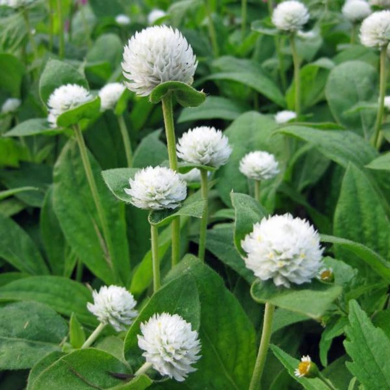 Gomphrena White Flower Seeds