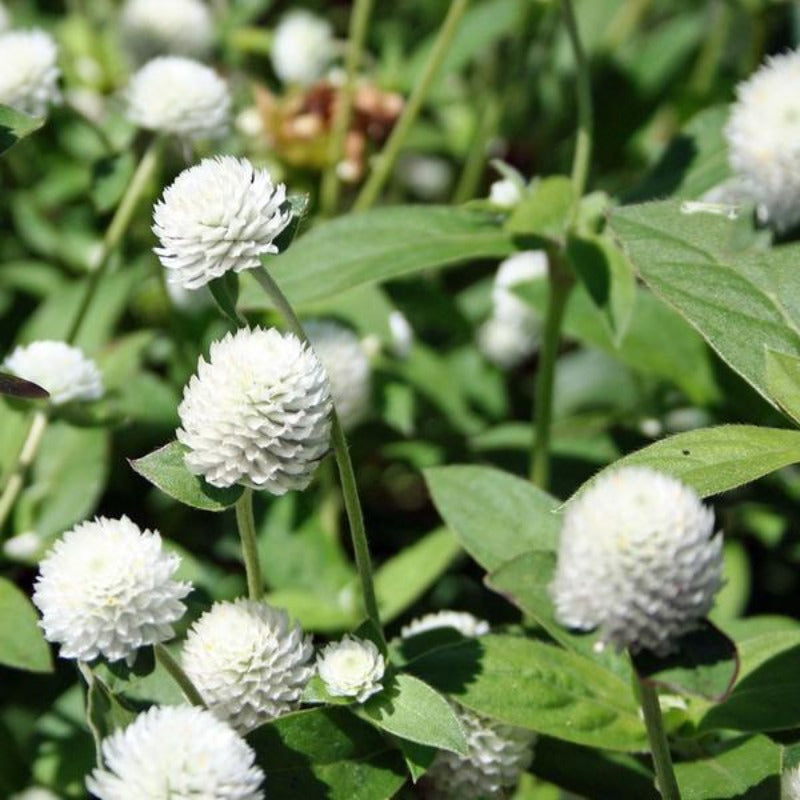Gomphrena White Flower Seeds
