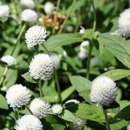 Gomphrena White Flower Seeds