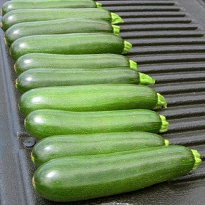 Green Shade Squash Seeds