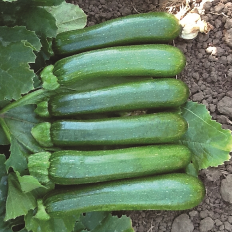 Green Shade Squash Seeds