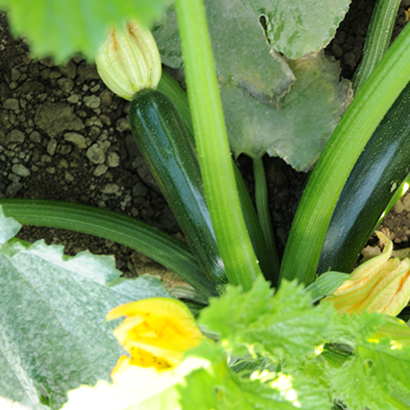 Green Shade Squash Seeds