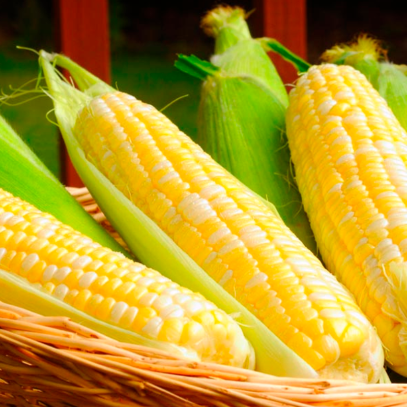Honey Corn Seeds
