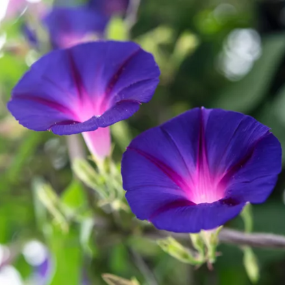 Mix Ipomoea Morning Glory Seeds