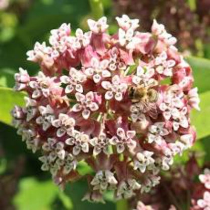 Pink Asclepias Syriaca Flower Seeds