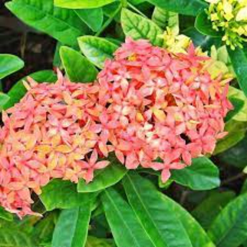 Pentas Bonsai Seeds