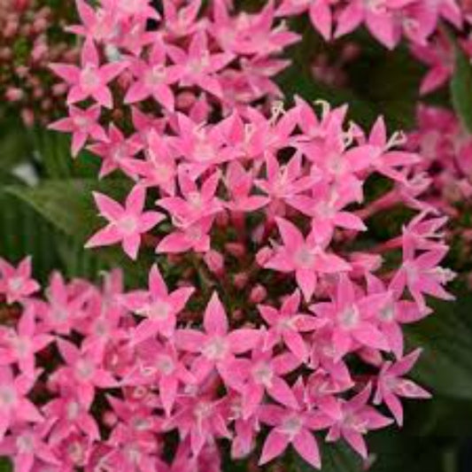 Pentas Bonsai Herb Seeds