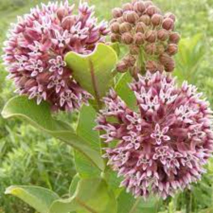 Pink Asclepias Syriaca Flower Seeds