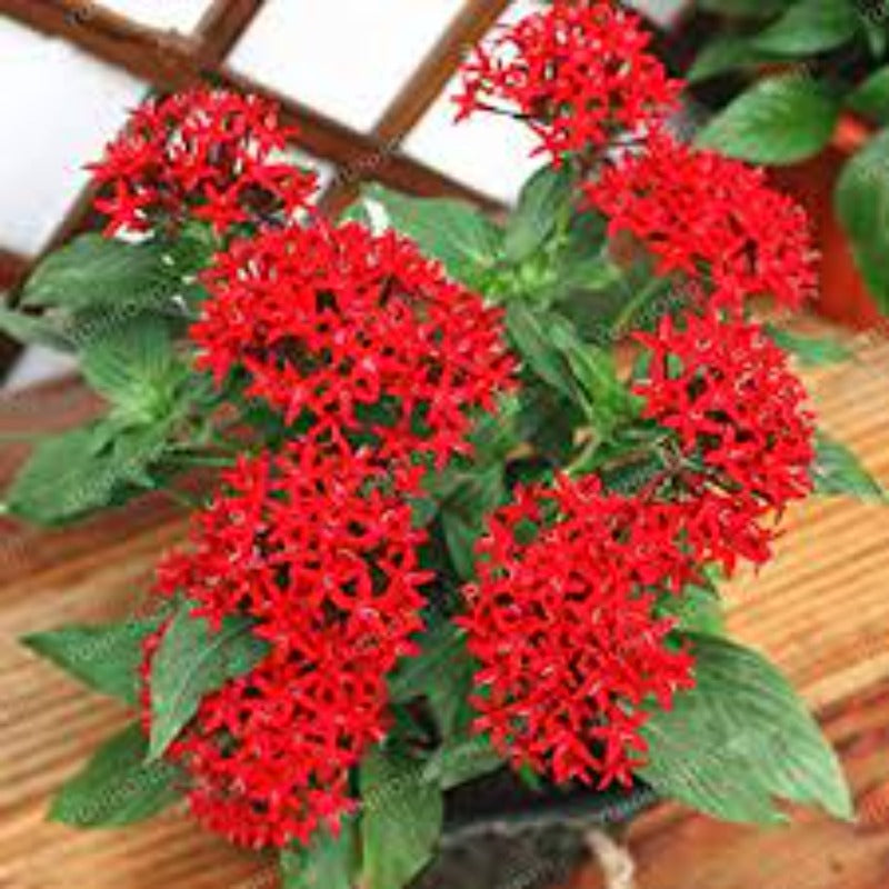 Pentas Bonsai Seeds