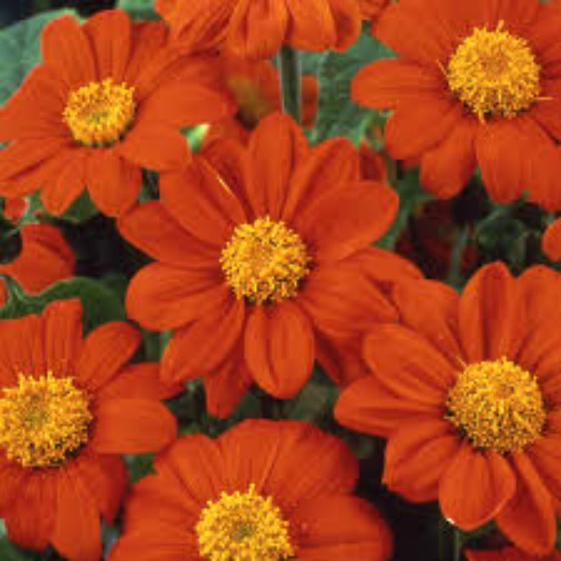 Sunflower Tithonia Speciosa Goldfinger Flower Seeds