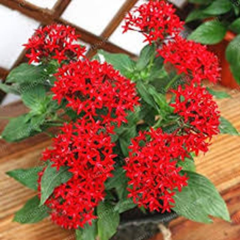 Pentas Bonsai Herb Seeds