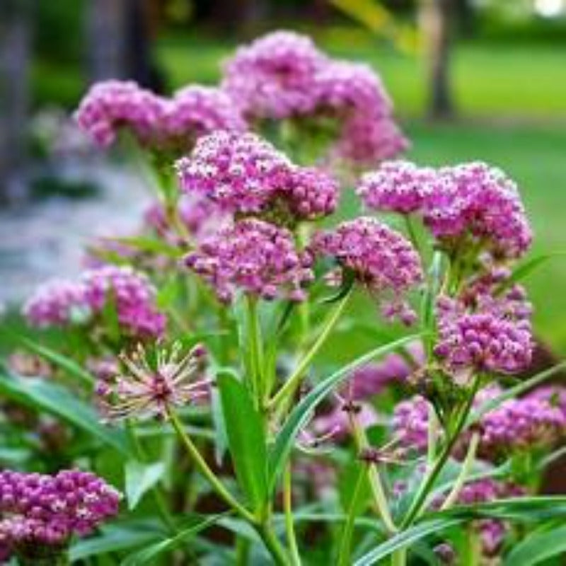 Pink Asclepias Syriaca Flower Seeds