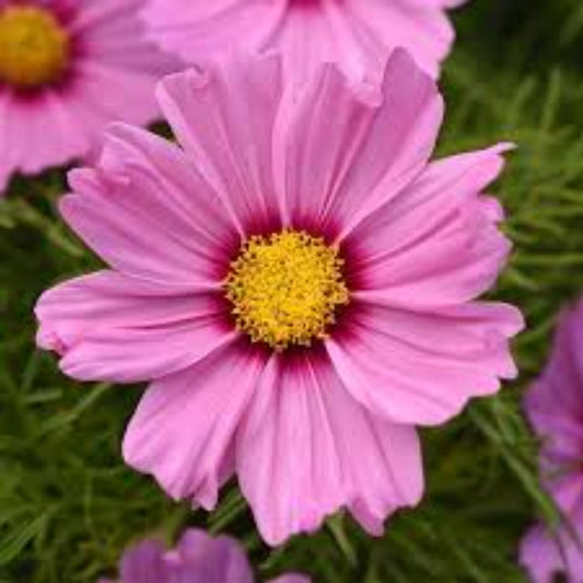 Pink Cosmos Bipinnatus Seeds