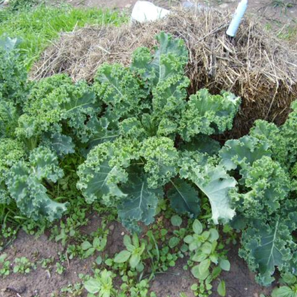 Kale Vates Seeds