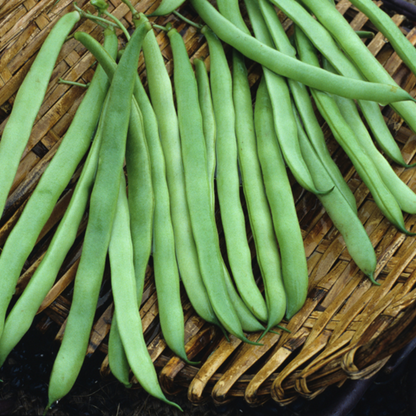 Kentucky Green Bean Seeds