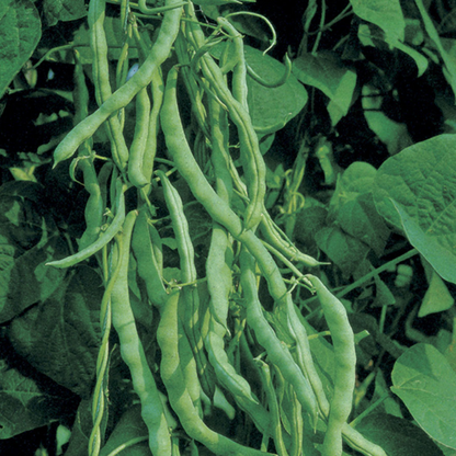 Kentucky Green Bean Seeds