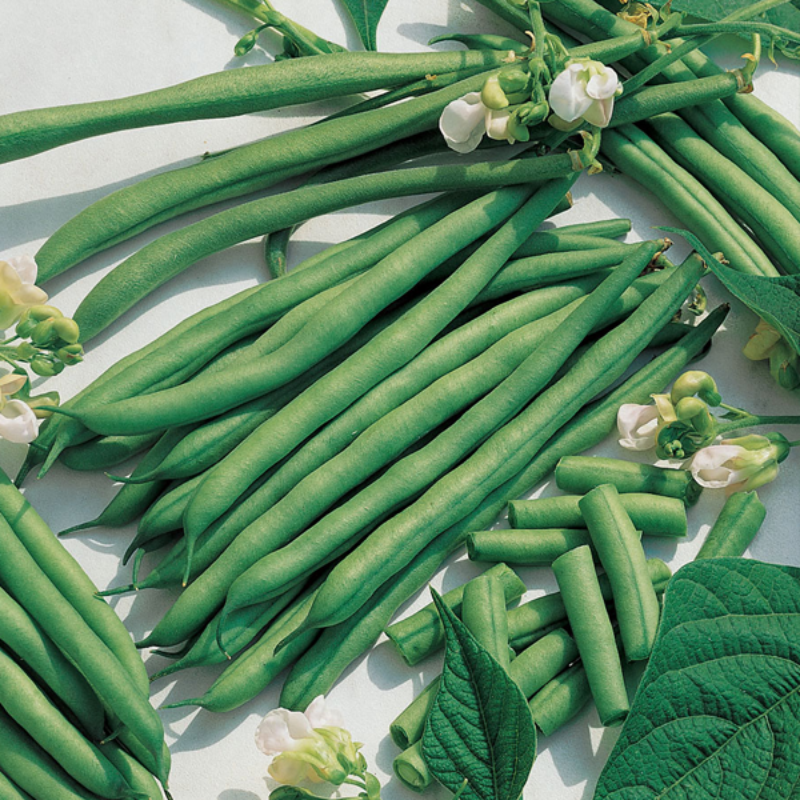 Kentucky Green Bean Seeds