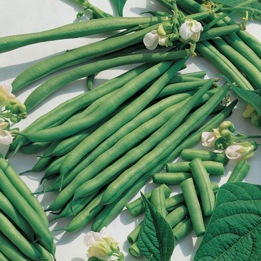 Kentucky Green Bean Seeds