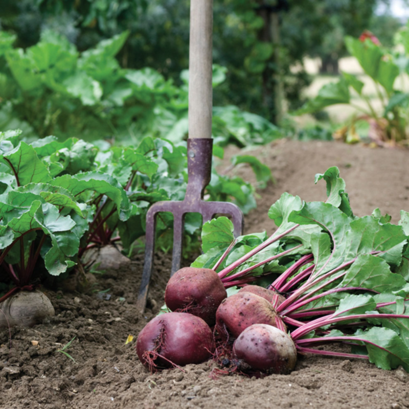 Red Beet Seed