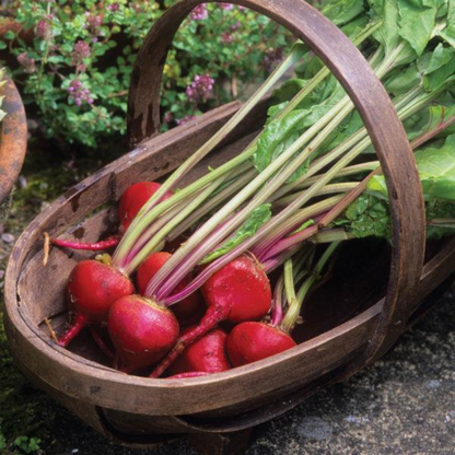 Red Beet Seed