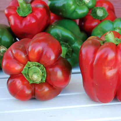 Organic Pepper Seeds