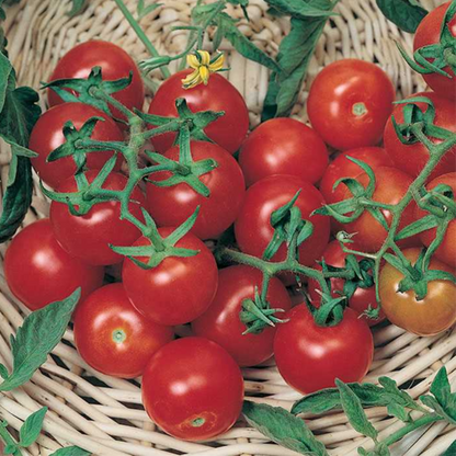 Large Cherry Tomato Seeds