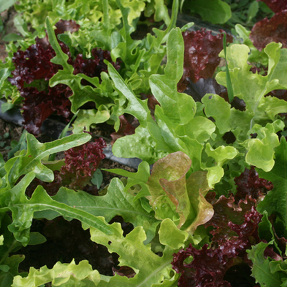 Lettuce Leaf Mix Seeds