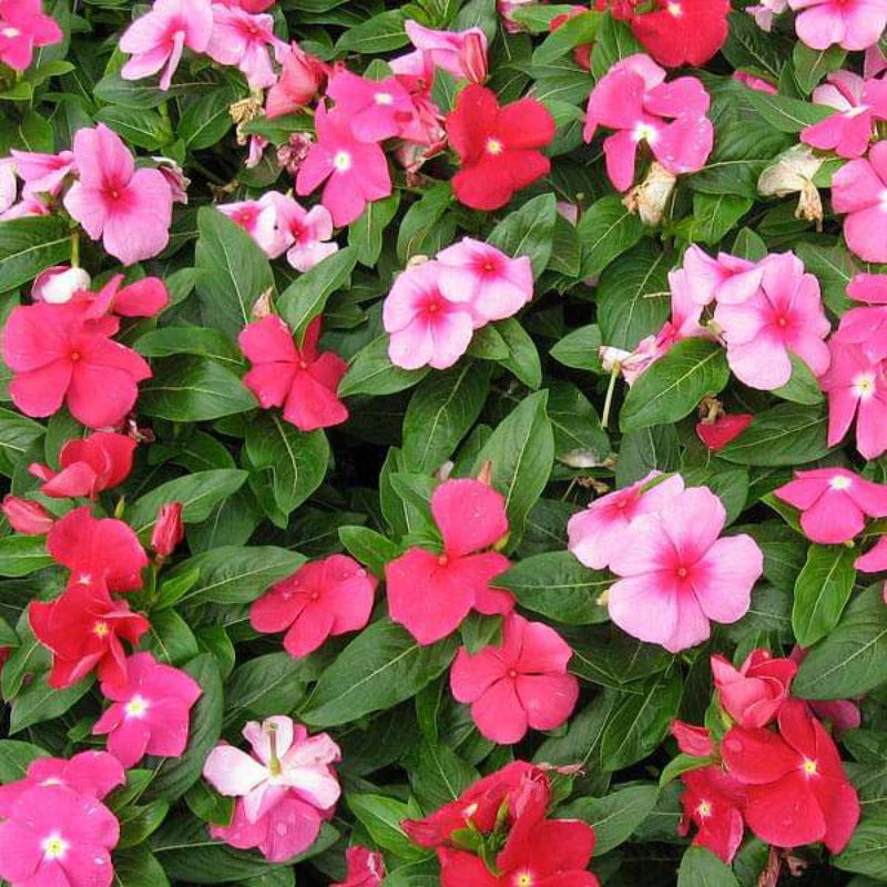 Red Impatiens Walleriana Flowers Seeds