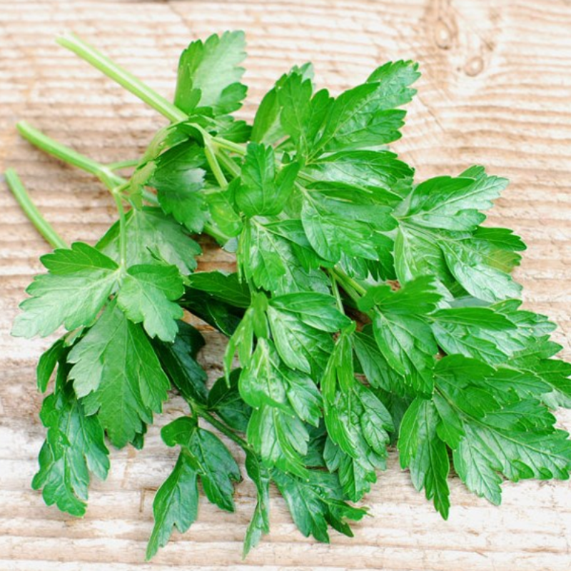 Italian Parsley Seeds