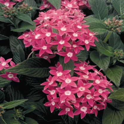 Brown Pentas Bonsai Seeds