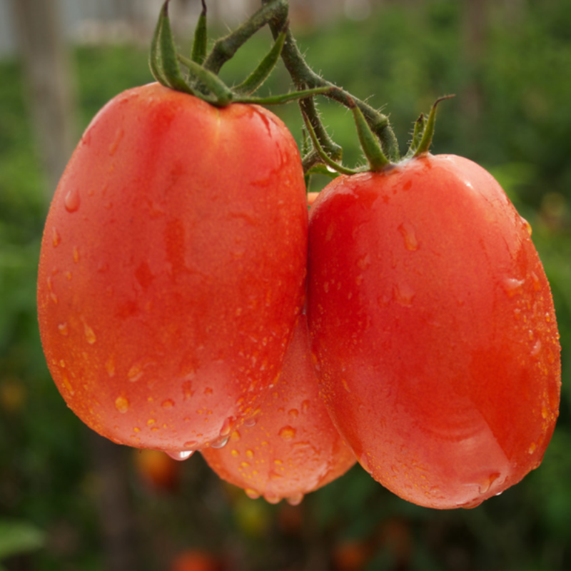 Pony Tomato Seeds