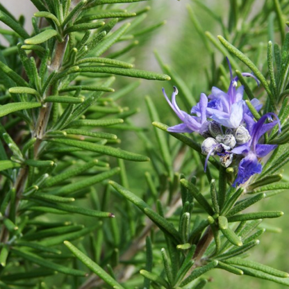 Rosemary Garden Plant Seeds