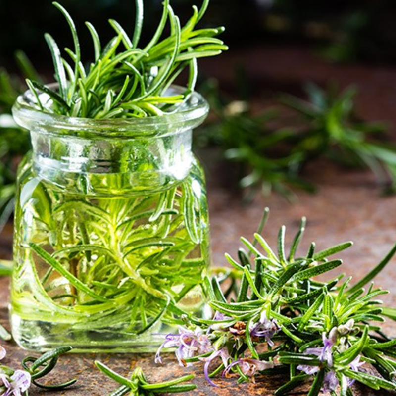 Rosemary Garden Plant Seeds