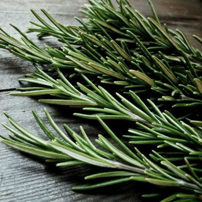 Rosemary Garden Plant Seeds