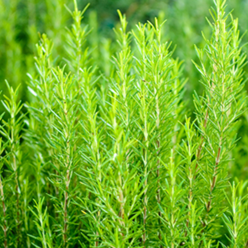 Rosemary (5 Seeds) - Rama Deals - 7