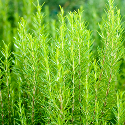 Rosemary (5 Seeds) - Rama Deals - 7