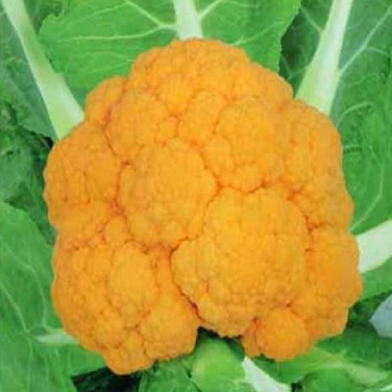 Golden Cauliflower Seeds