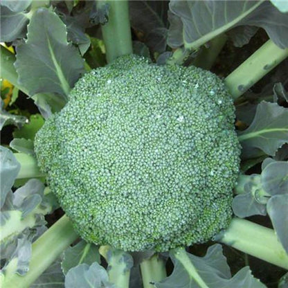 Broccoli Seeds