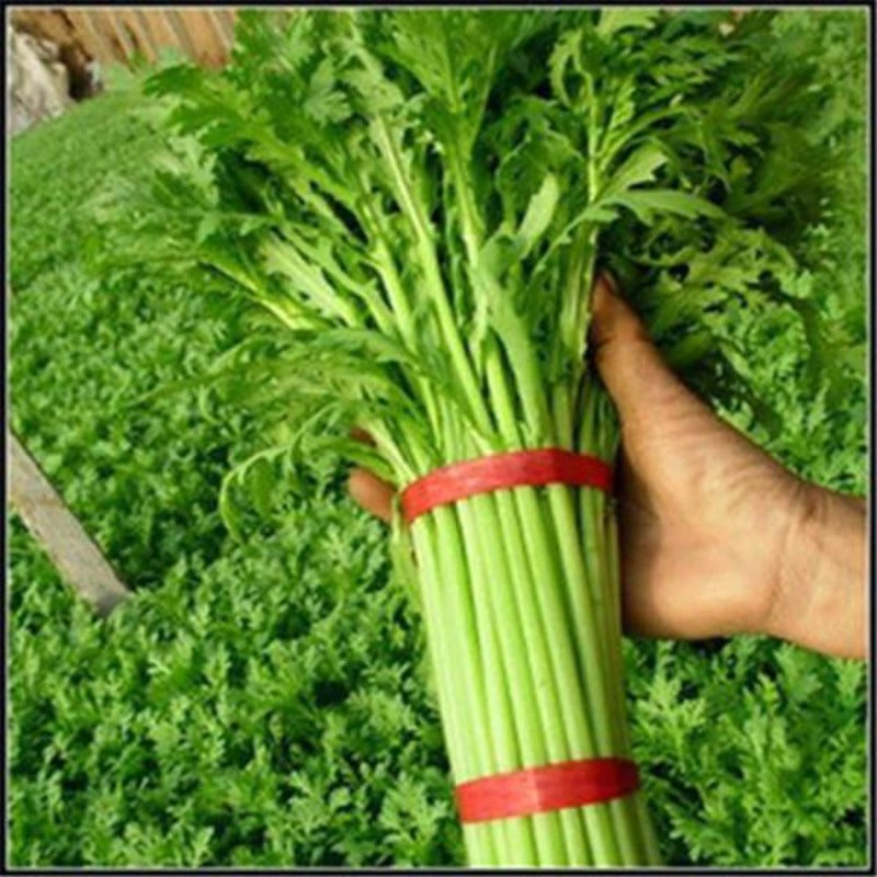 Rod Organic Vegetable Seed