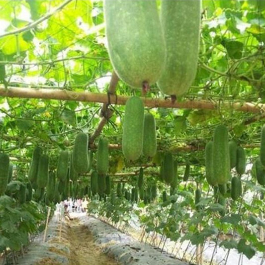 Red Zucchini Seeds
