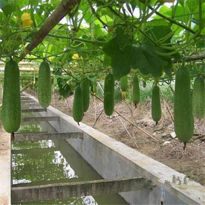 Red Zucchini Seeds